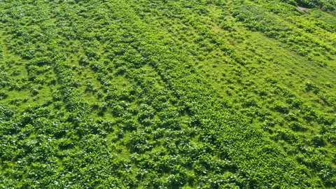 Drone aerial view of crops in a field flying green abstract UK 4K Vidéo 220116723