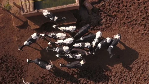 Drone aerial view of dairy cows in pasture of Holstein cows livestock farm  Stock Footage 170310250