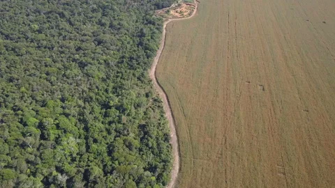 Drone aerial view of deforestation of Amazon Rainforest nature in Xingu land. Stock-Footage 131561969