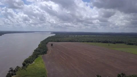 Drone aerial view of deforestation in the amazon rainforest for agriculture farm Vidéo 153935930