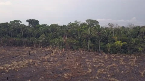 Drone aerial view of deforestation in the Amazon rainforest to open land  Vidéo 233023120