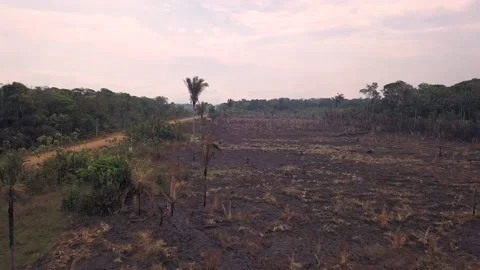 Drone aerial view of deforestation in the Amazon rainforest to open land  Stock Footage 233023223