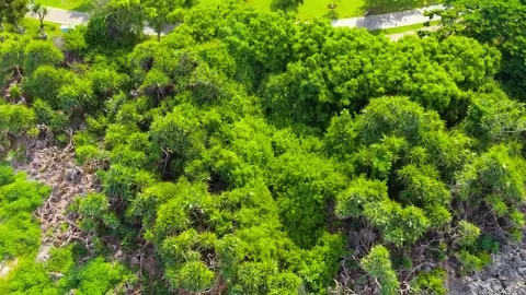 Drone aerial view of dramatic cliff along the Bali coastline, formed by coastal Stock Footage 309264871