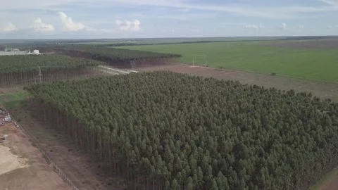 Drone aerial view of eucalyptus and soy plantation on sunny summer day on farm. Stock Footage 148537673