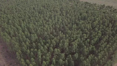Drone aerial view of eucalyptus on sunny summer day on farm in Amazon, Brazil. Stock Footage 148537588