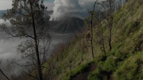 Drone aerial view flying among the trees towards Mount Bromo Stock Footage 201876161