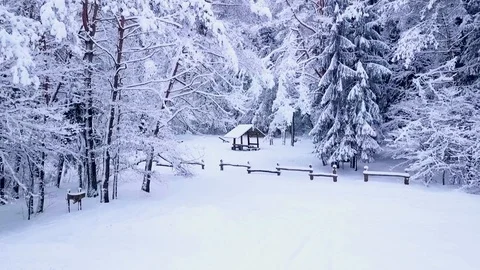 Drone aerial view flying between trees towards little house in winter Stock Footage 102375316