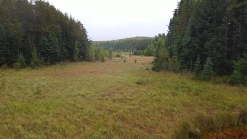 Drone aerial view flying low over a large beaver marsh surrounded by a boreal Stock Footage 317456028