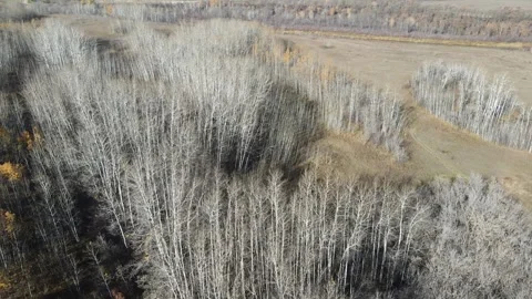 Drone aerial view flying low above leafless trees and a small river and farm Stock Footage 319801407