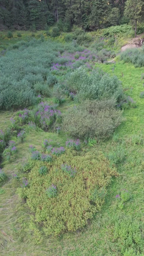 Drone Aerial View Flying Low Over Dried Bijambare Lake Bed with Purple Flowers Stock Footage 343672100