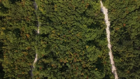 Drone Aerial View Flying Nadir (Top-Down) Over Forest Canopy and Parallel Paths Stock Footage 343672057