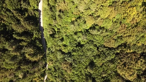 Drone Aerial View Flying Nadir (Top-Down) Over Dense Forest and Winding Path Vídeos de archivo 343674112