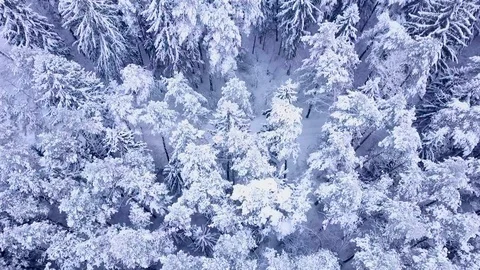 Drone aerial view flying over the forest in winter Stock Footage 102375451