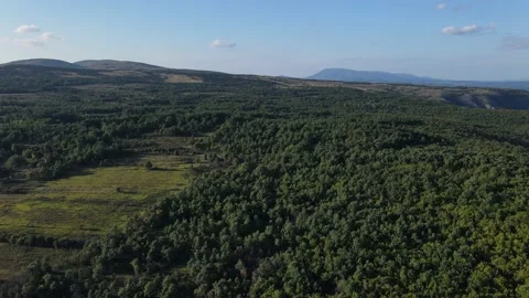 Drone aerial view flying over on the green forest in summer sunny day Stock Footage 220898312