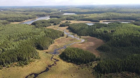 Drone aerial view flying over a large beaver marsh surrounded by a boreal Stock Footage 317456065