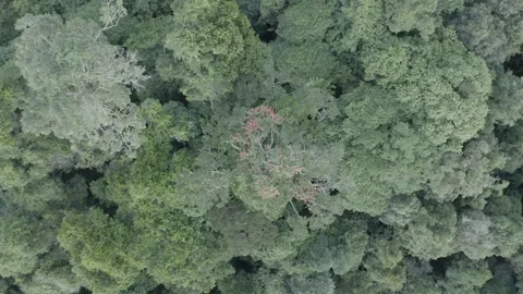 Drone Aerial View of Forest Canopy from Above Stock Footage 312354553