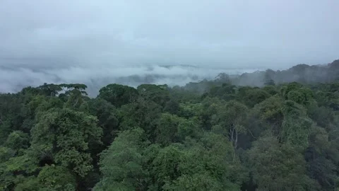 Drone Aerial View of Forest Canopy from Above Stock Footage 313494301