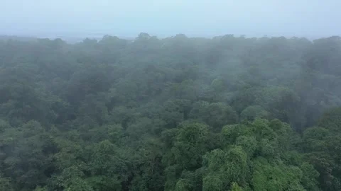 Drone Aerial View of Forest Canopy from Above Stock Footage 313494314
