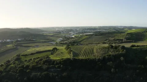 Drone aerial view of a forest during golden hour Stock Footage 150976805