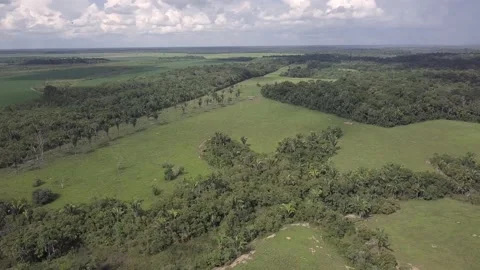 Drone aerial view of forest trees and cattle pasture deforestation in the Amazon Stock Footage 232724736
