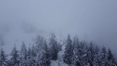 Drone Aerial View of Frosted Pine Trees in a Winter Forest Stock Footage 324565739