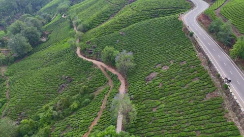 Drone aerial view of Gap Road through tea plantations in Munnar Kerala India 스톡 동영상 332690763