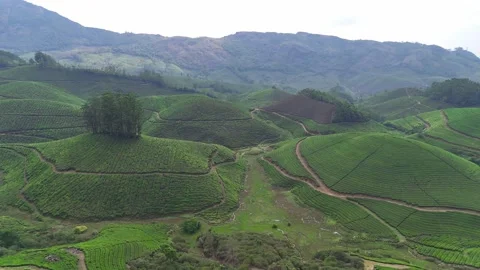 Drone aerial view of Gap Road through tea plantations in Munnar Kerala India Stock-Footage 332691212