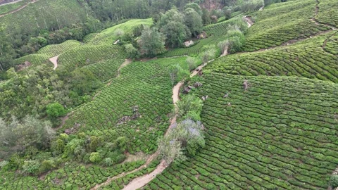 Drone aerial view of Gap Road through tea plantations in Munnar Kerala India 스톡 동영상 332691610