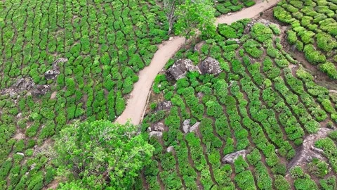 Drone aerial view of Gap Road through tea plantations in Munnar Kerala India 스톡 동영상 332691639
