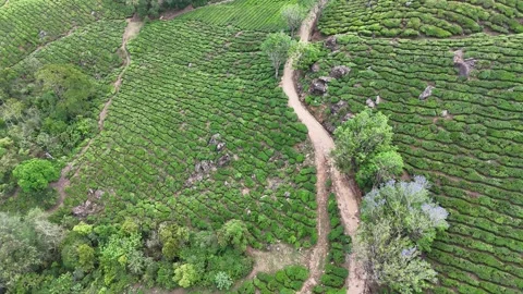 Drone aerial view of Gap Road through tea plantations in Munnar Kerala India 스톡 동영상 332691660