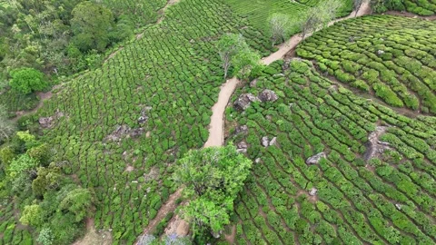 Drone aerial view of Gap Road through tea plantations in Munnar Kerala India 스톡 동영상 332691768