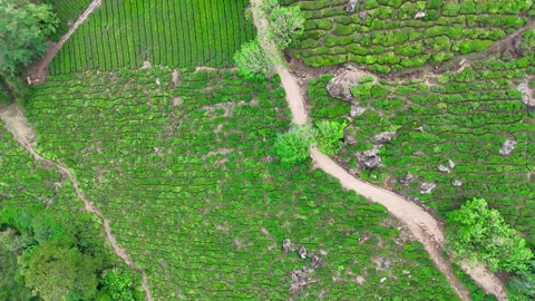 Drone aerial view of Gap Road through tea plantations in Munnar Kerala India 스톡 동영상 332691891