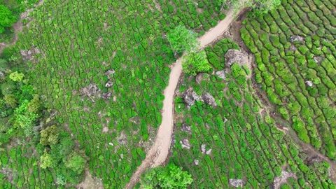 Drone aerial view of Gap Road through tea plantations in Munnar Kerala India 스톡 동영상 332691921