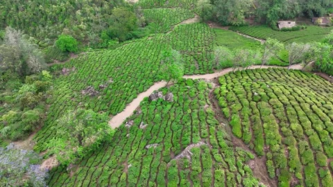 Drone aerial view of Gap Road through tea plantations in Munnar Kerala India 스톡 동영상 332692052