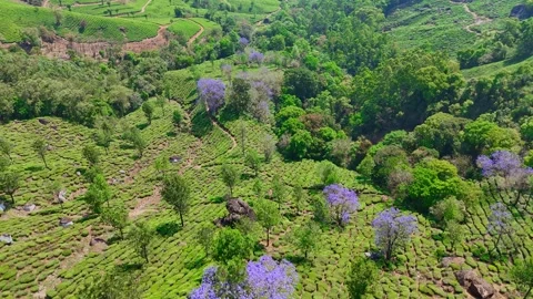 Drone aerial view of Gap Road through tea plantations in Munnar Kerala India 스톡 동영상 333329015
