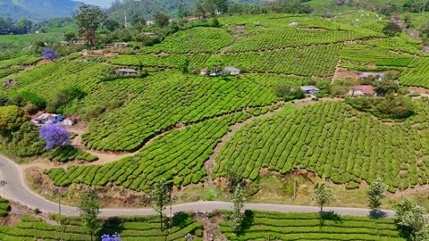 Drone aerial view of Gap Road through tea plantations in Munnar Kerala India 스톡 동영상 333349568