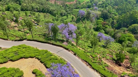 Drone aerial view of Gap Road through tea plantations in Munnar Kerala India 스톡 동영상 333349670