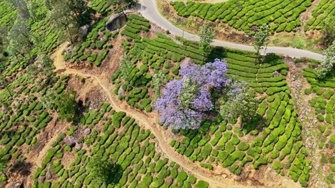 Drone aerial view of Gap Road through tea plantations in Munnar Kerala India 스톡 동영상 333349954