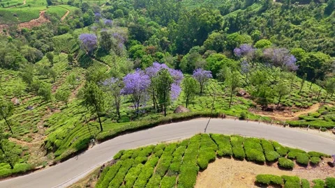Drone aerial view of Gap Road through tea plantations in Munnar Kerala India Stock-Footage 333349966