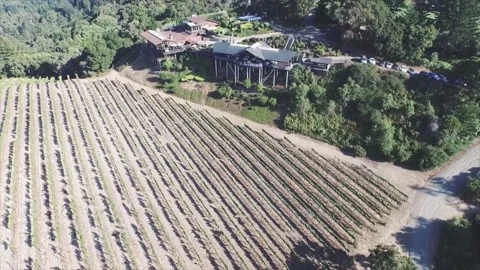 Drone Aerial View of Grape Rows in Winery Fields Video stock 140395528