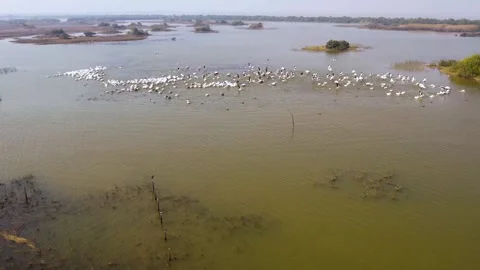 Drone Aerial View of Great White Pelicans at Jamnagar Gujarat India 15 Stock Footage 337881774