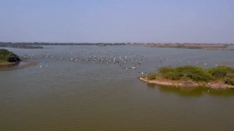 Drone Aerial View of Great White Pelicans at Jamnagar Gujarat India 17 Stock Footage 337881840