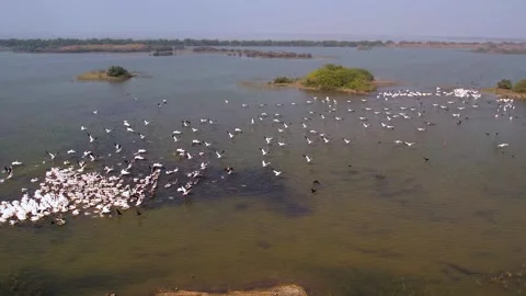 Drone Aerial View of Great White Pelicans at Jamnagar Gujarat India 16 Stock Footage 337881932