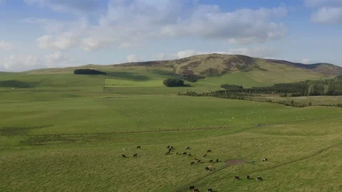 Drone aerial view of green fields and cows and sheeps Stock Footage 127802092