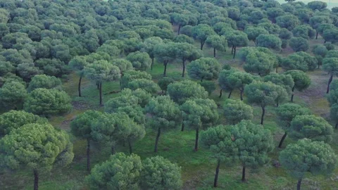 Drone Aerial View of Green Pine Forest – Natural Woodland Background Stock Footage 330201931