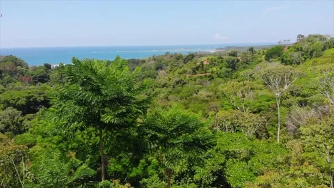 Drone aerial view of green tree top, overlooking tropical hillside and ocean Video stock 154352801
