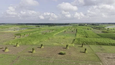 Drone Aerial View of Jute Fields, Harvested Bundles and Distant River Stock-Footage 345965999
