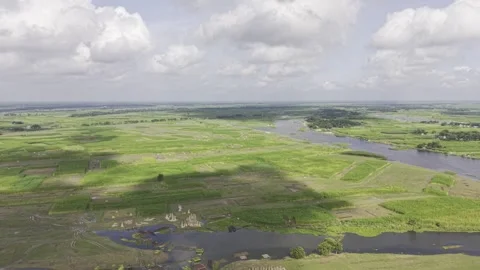 Drone Aerial View of Jute Fields with Bundles and Uncut Plants in Bangladesh Stock-Footage 345966267