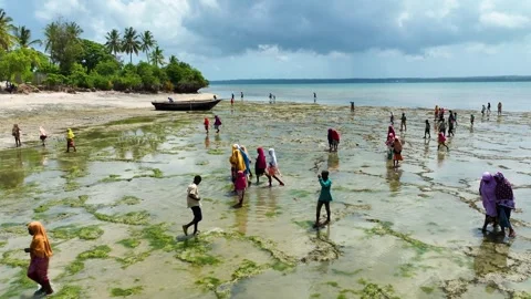 Drone Aerial View of Local People Walking on the Shore During Low Tide, January Video stock 336871985