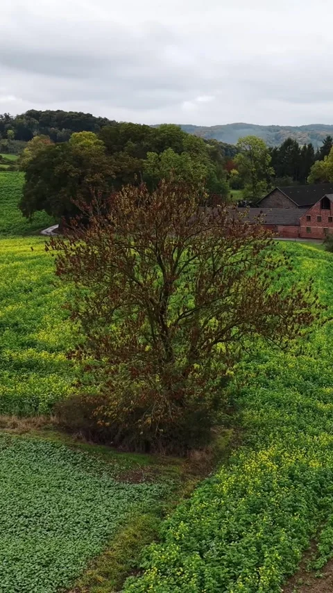 Drone aerial view of a lone tree in a green field Stock-Footage 334597395